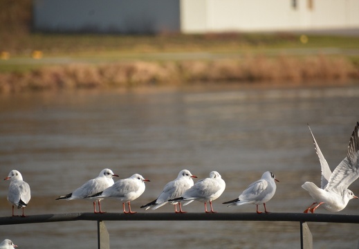 Vilshofen an der Donau